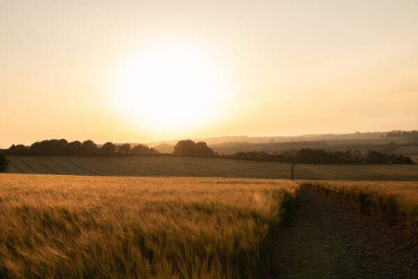 'Golden glow over the Wolds' by Isabelle Clarke taken at Brinkhill.