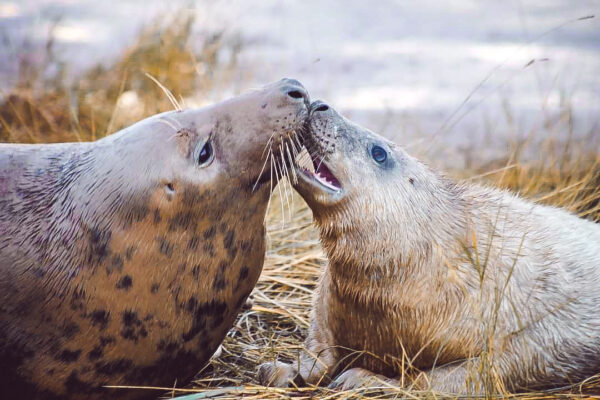 Fenny Johnson - Mum and pups in Donna Nook
A seal mother and pup captured on film in Donna Nook.