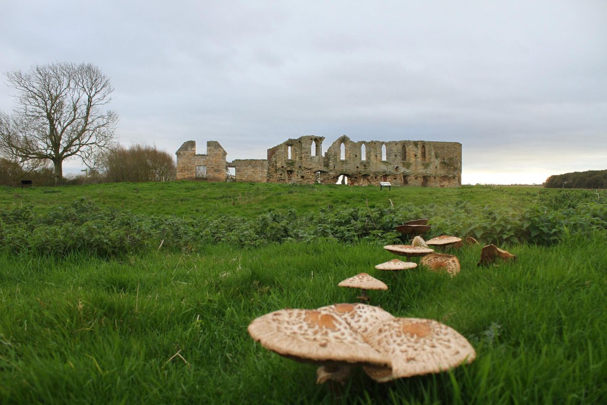 View of Tupholme Abbey with toadstools in the foreground and the ruined building in the distance.